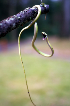 A baby green snake draped over a branch looking into the camera