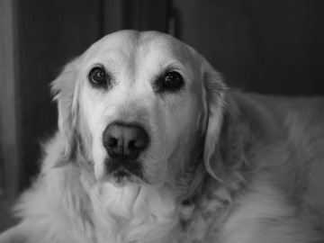 Black and white photograph of a golden retriever looking into the camera